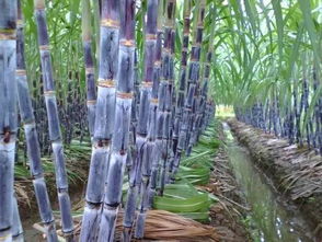 我國主要農(nóng)作物種植分布圖