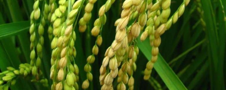 農(nóng)作物的種植過程小米是什么農(nóng)作物