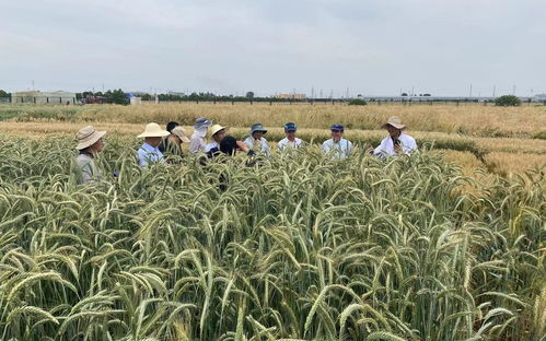 麥收故事 農業科研國家隊讓草成為小麥改良的資源